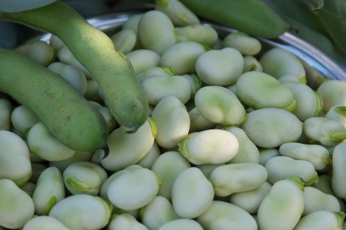 Tutto sulla fava: la "carne dei poveri", ricca di ferro