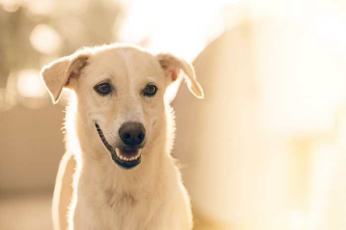 Tutto quello che un cane vorrebbe dirvi!