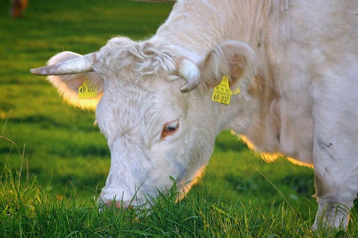 Cowspiracy, il saggio-denuncia sull'allevamento intensivo degli animali