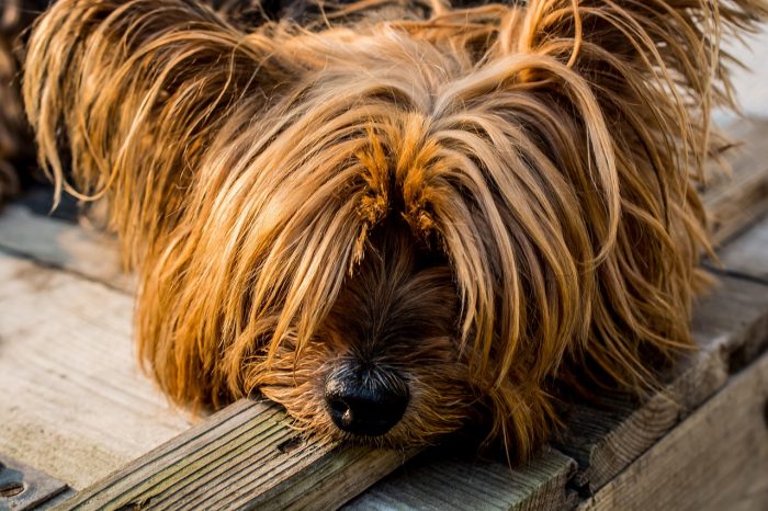 Stress e ansia nei nostri amici a 4 zampe: è allarme urban-pet