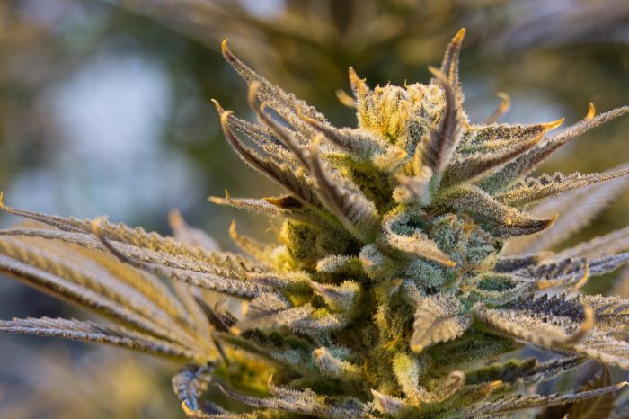 La cannabis può davvero dare sollievo dalla malattia