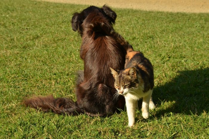 Sussidi sanitari in caso di ricovero del cane o del gatto